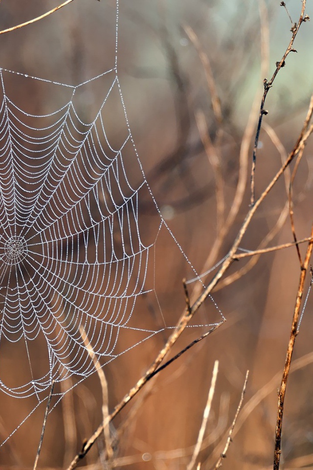 Нити паутины среди сухих веток
