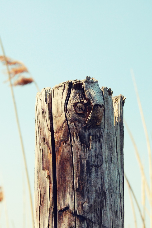 Пенек на фоне неба