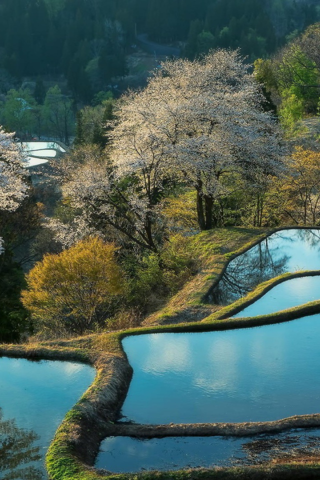 Террасы покрытые водой и цветущие деревья