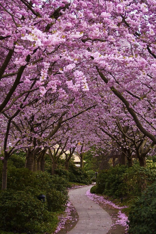 Тропинка в саду с цветущей сакурой