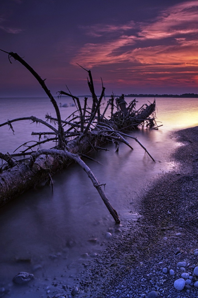 Ствол дерева прибило к берегу