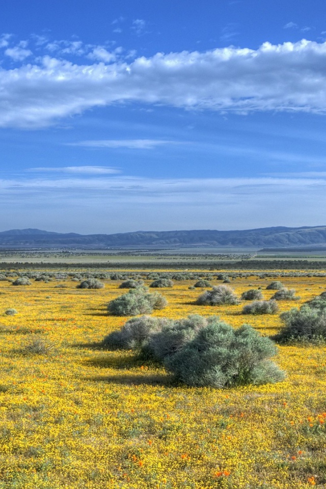 Растительность на равнине в предгорье