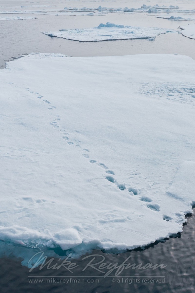 Следы зверей на отколовшихся льдинах