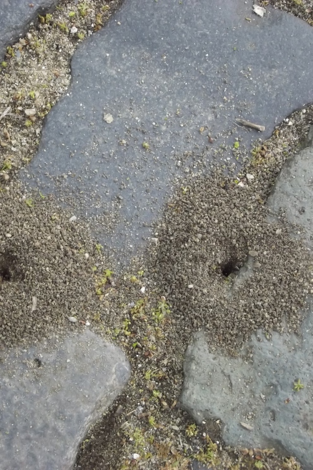 Следы земляных червей среди брусчатки