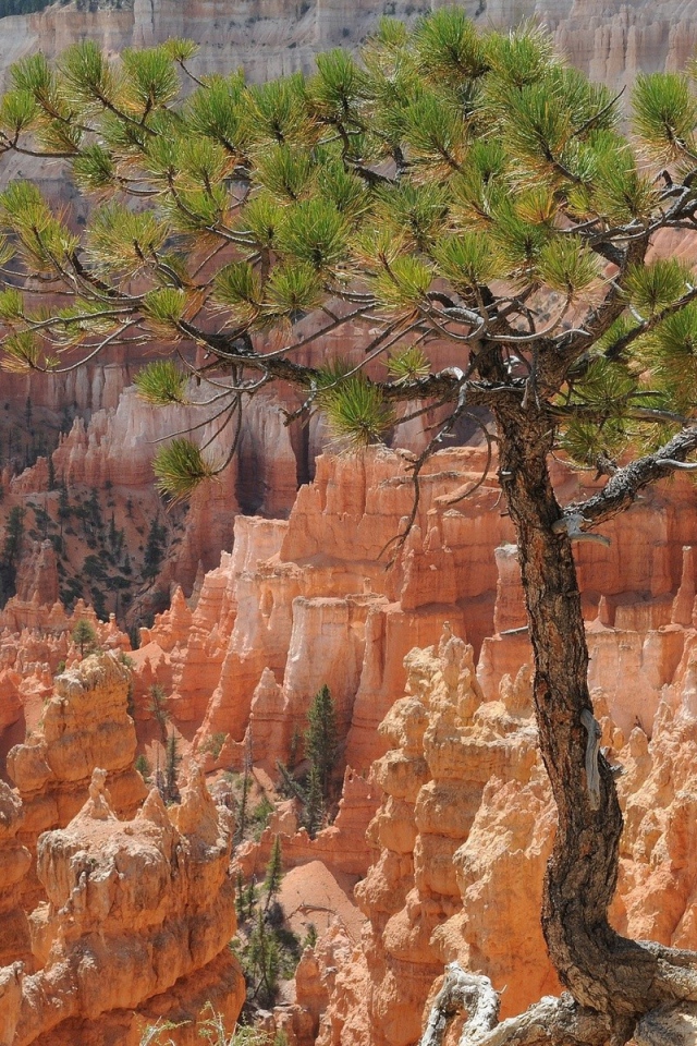 Дерево на фоне каньона Брюса