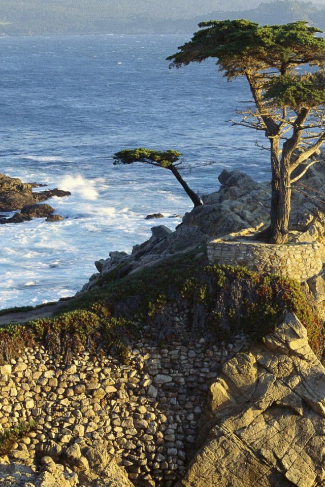 Дерево на каменной скале над морем