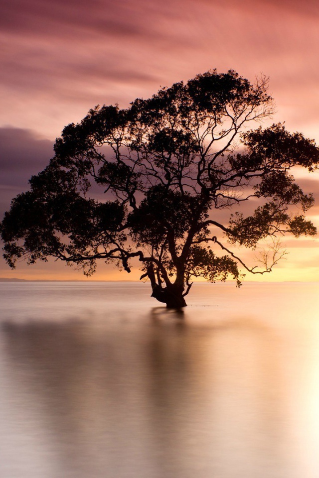 Дерево стоит в воде на фоне розового неба