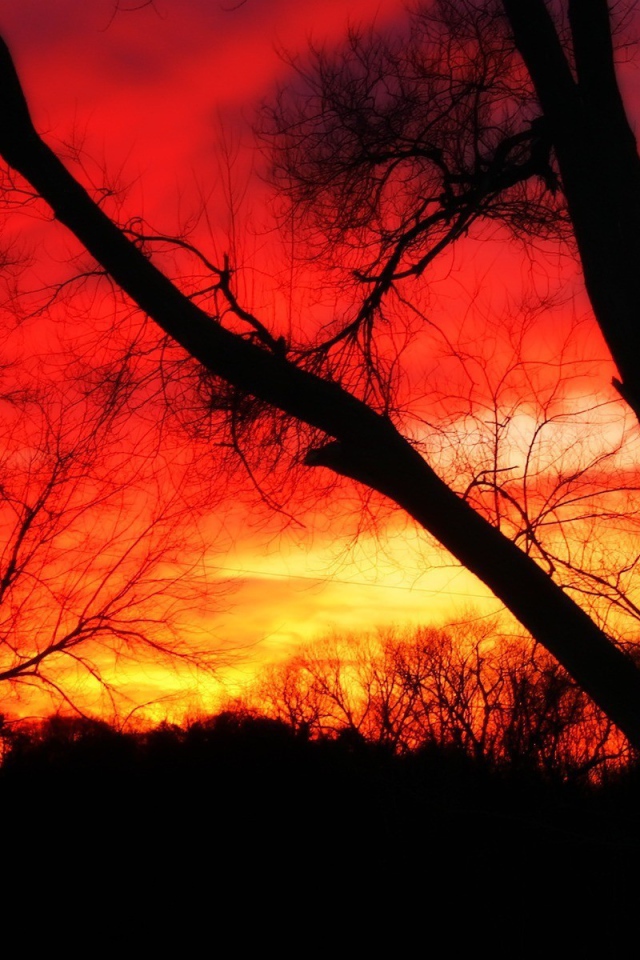 Деревья на фоне огня