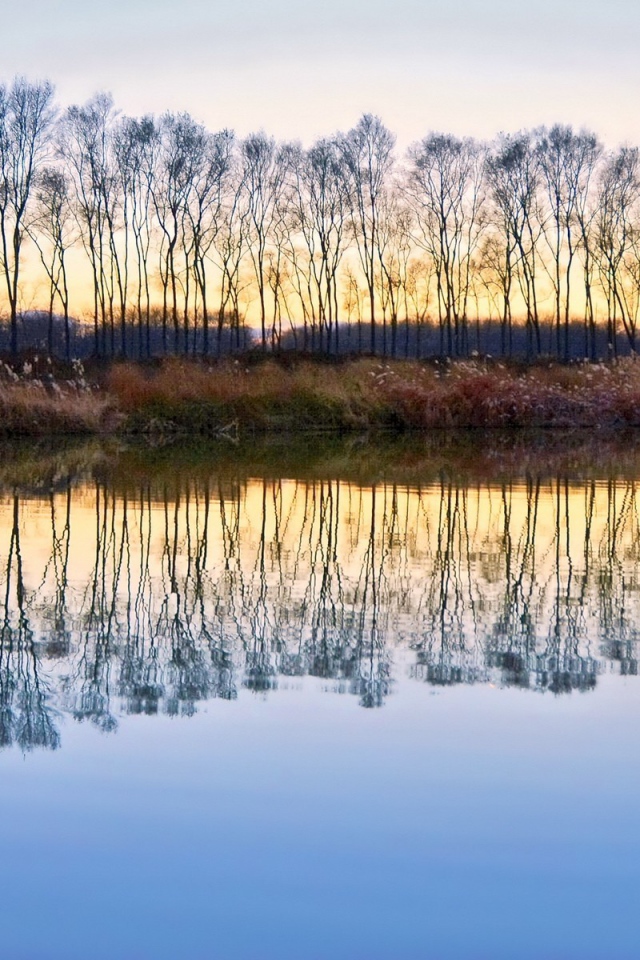 Деревья без листьев отражаются в воде