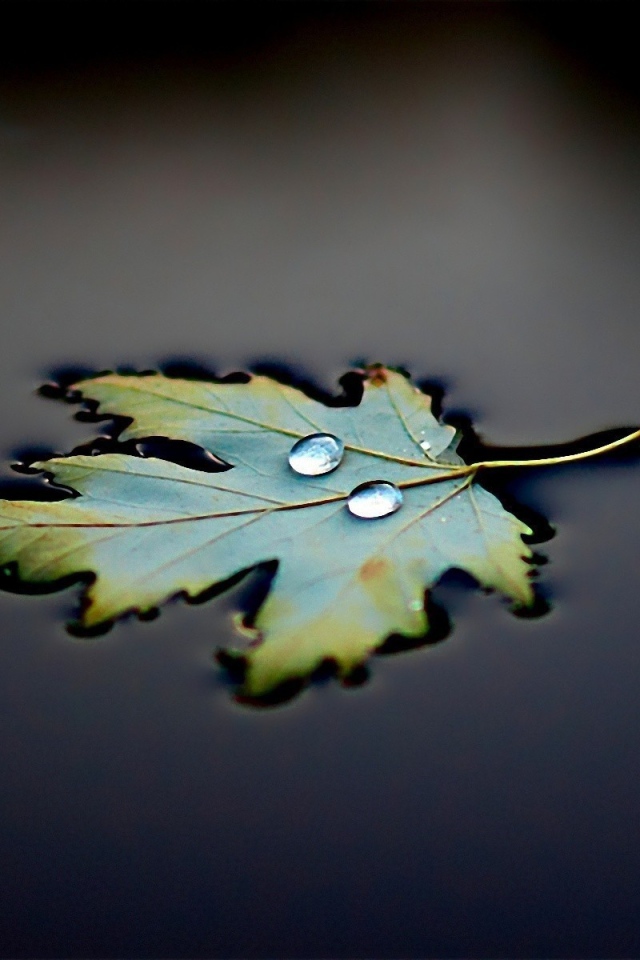 Две капли на плывущем листе