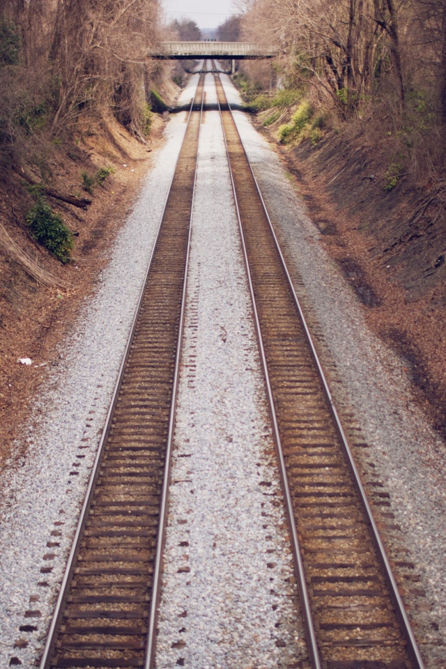 Два пути железной дороги между деревьями