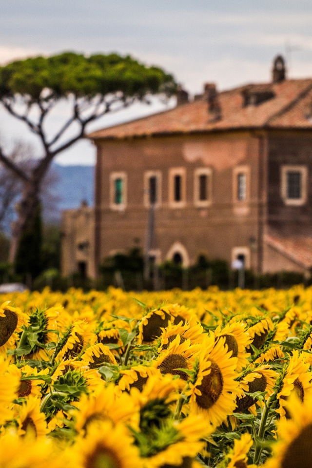 Вилла позади поля подсолнухов