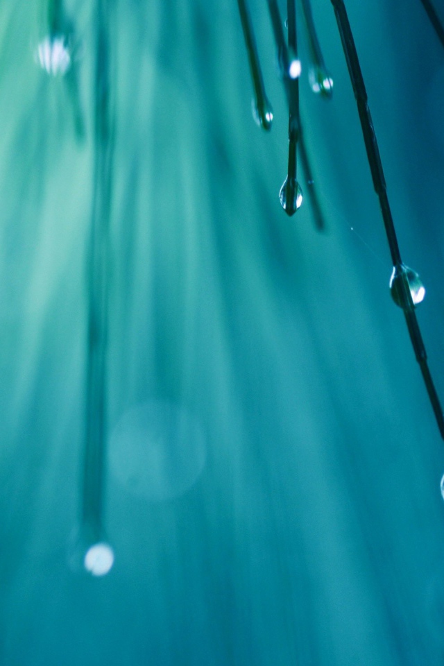 Капли воды на кончиках хвои