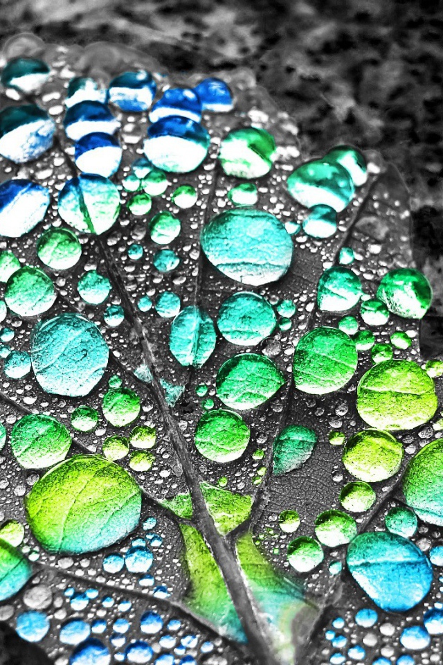 Капли воды показывают цвет листа