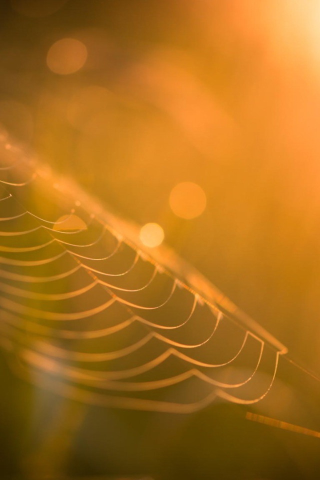 Паутина в лучах закатного солнца