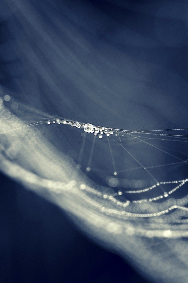 Паутина провисла от влаги