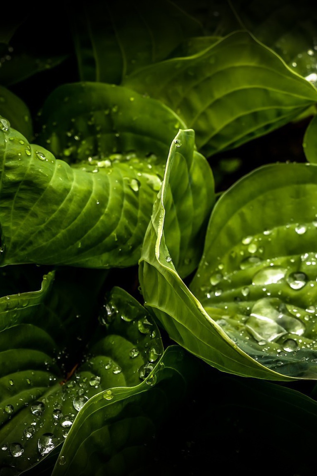 Влажные зеленые листья растений