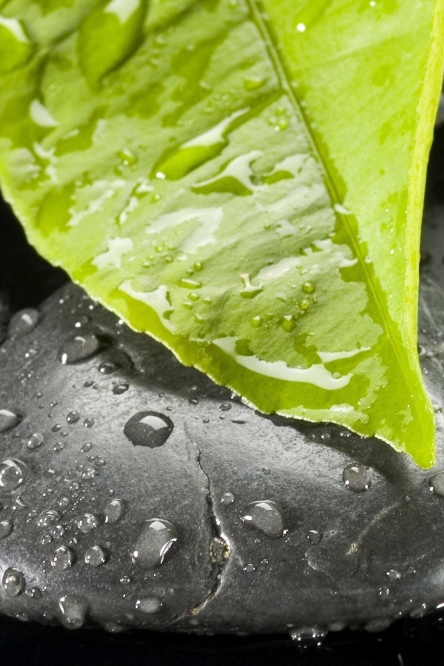 Мокрый лист на мокром черном камне