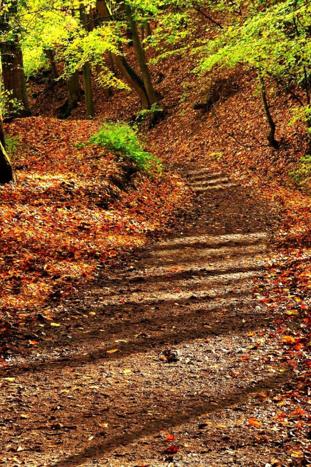 Деревянная скамья на усыпанной листьями аллее