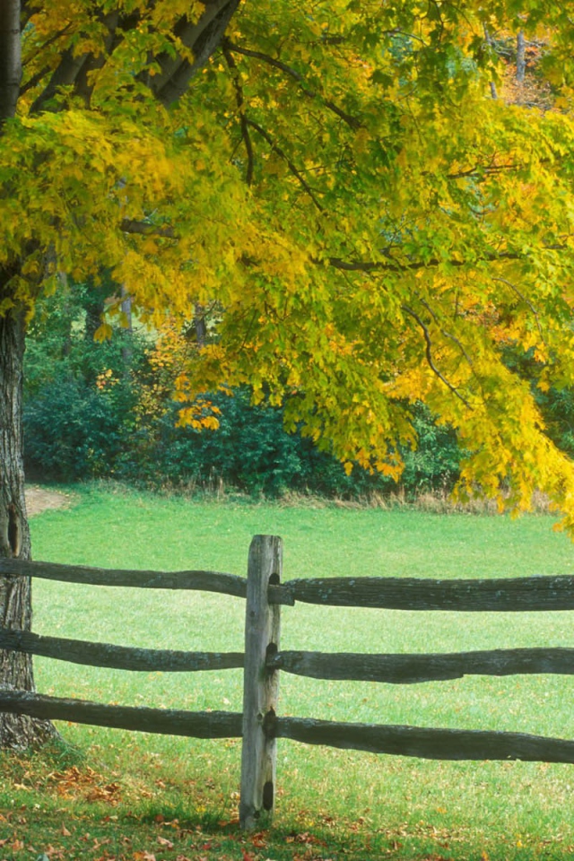 Деревянный забор у нежно зеленого дерева