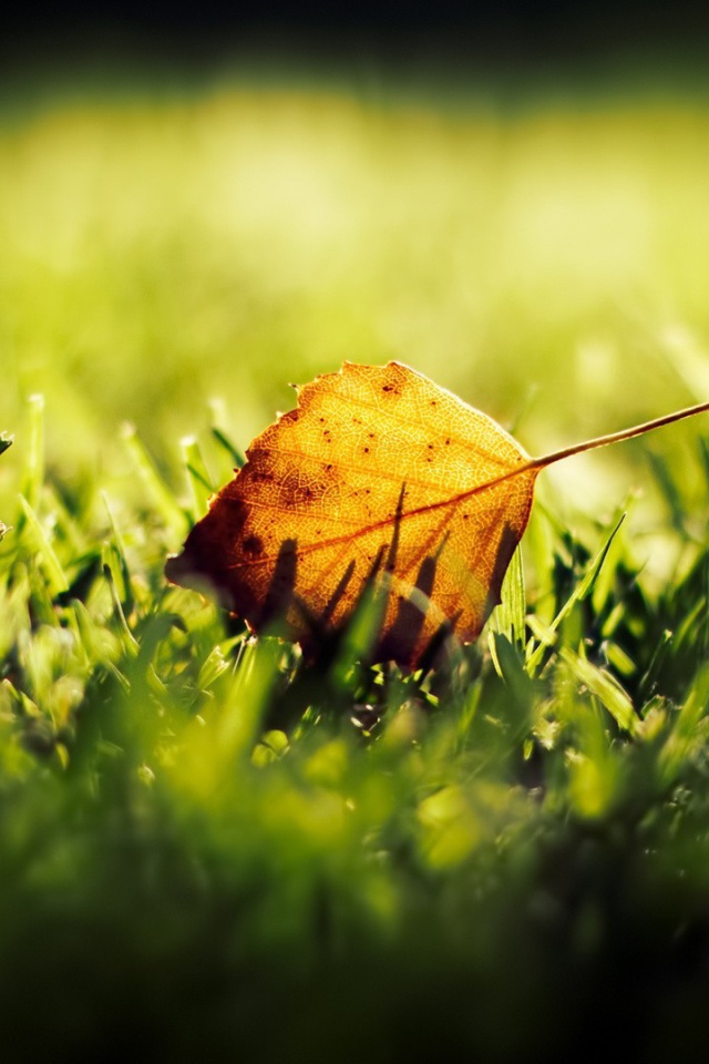 Желтый лист на зеленой траве