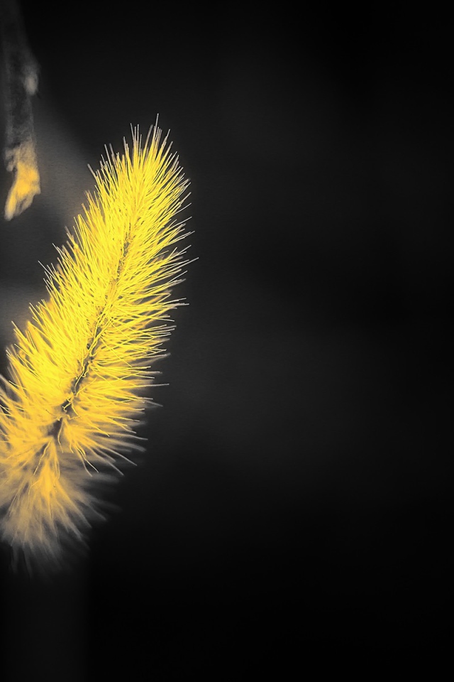 Желтый мохнатый колосок на черном фоне