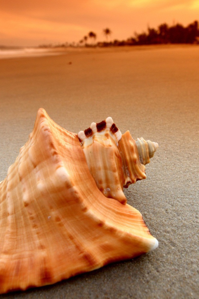 Пустая ракушка на песке пляжа