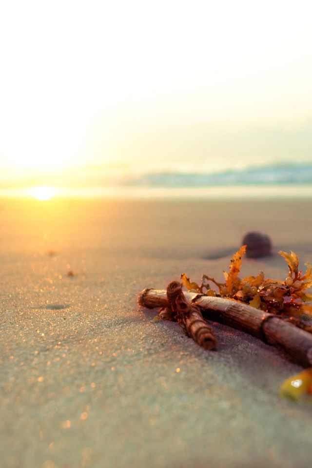 Ветку бамбука выбросило на пляж