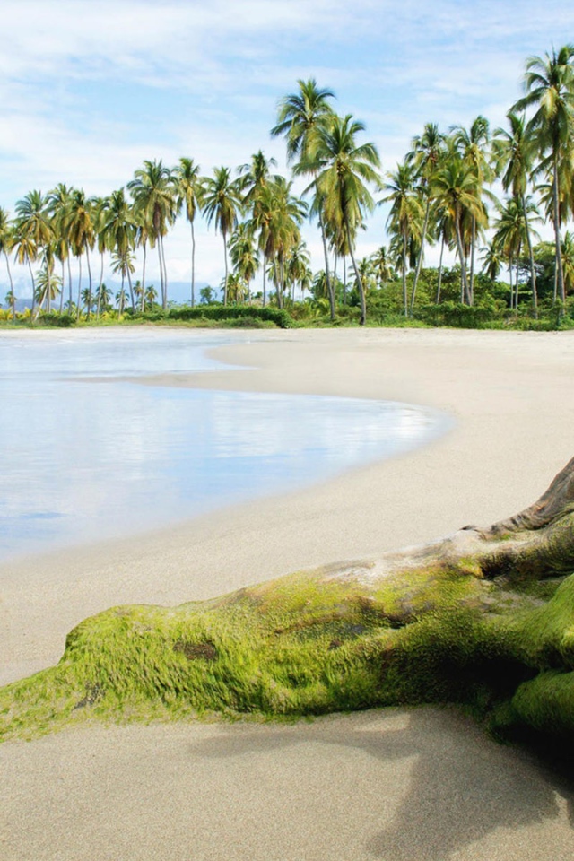 Покрытая тиной коряга на пляже