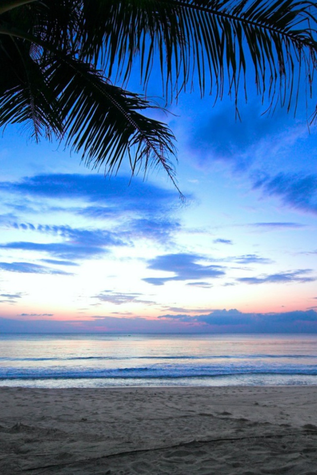 Пальма на пляже на Карибах