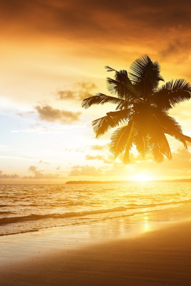 Пальмы на пляже в жаркий вечер