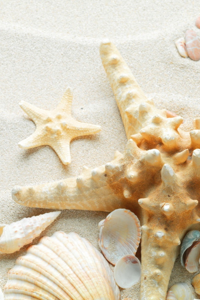 Окаменевшая звезда на пляже