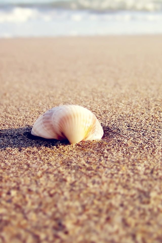 Ракушка в песке пляжа