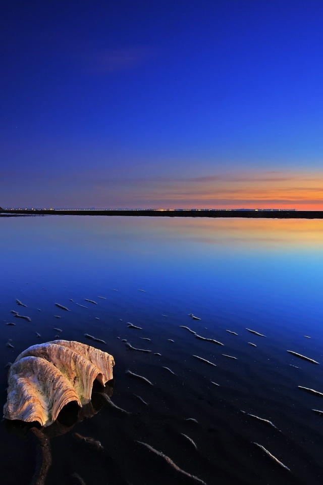 Ракушка на пляже во время прилива