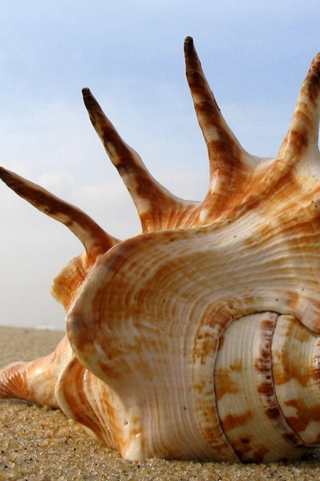 Большая раковина на пляже