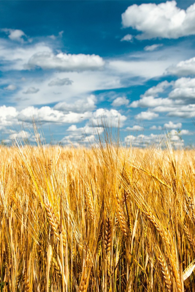 Облака над полем пшеницы