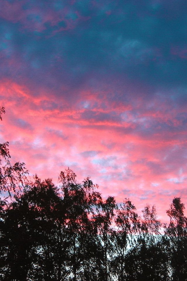 Розовые облака над деревьями