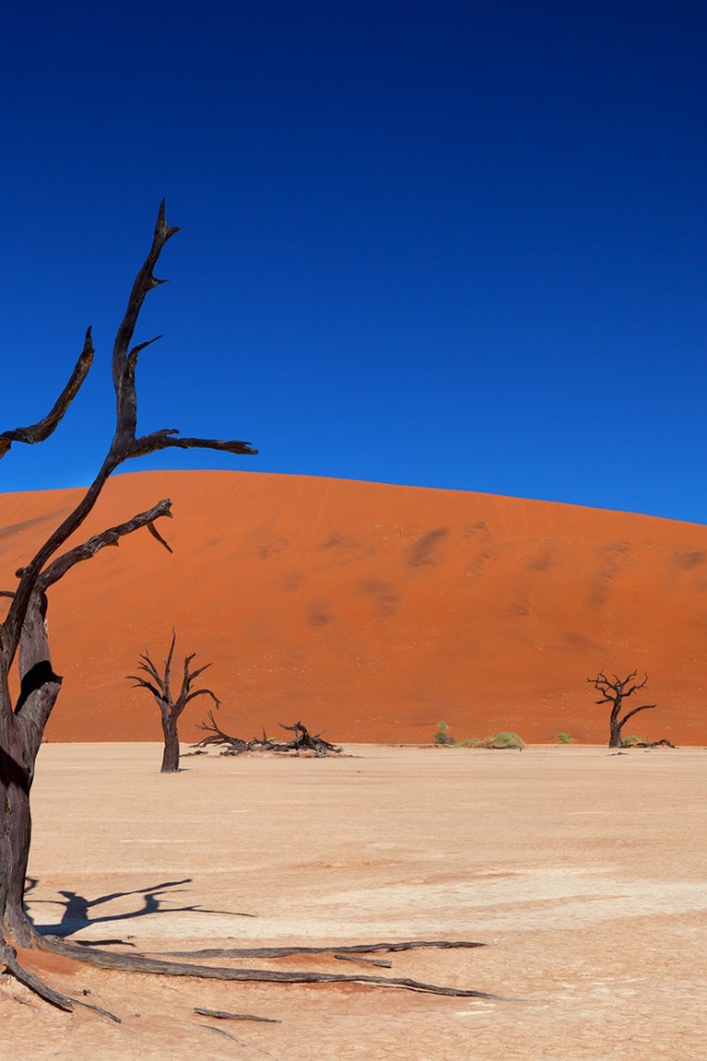 Мертвые деревья в пустыне