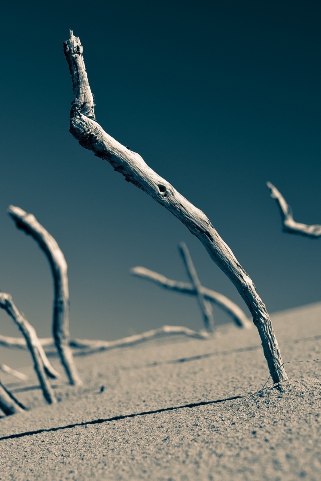 Сухие ветки торчат в песке