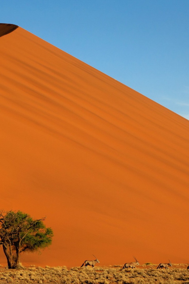 Зеленое дерево на фоне оранжевого бархана