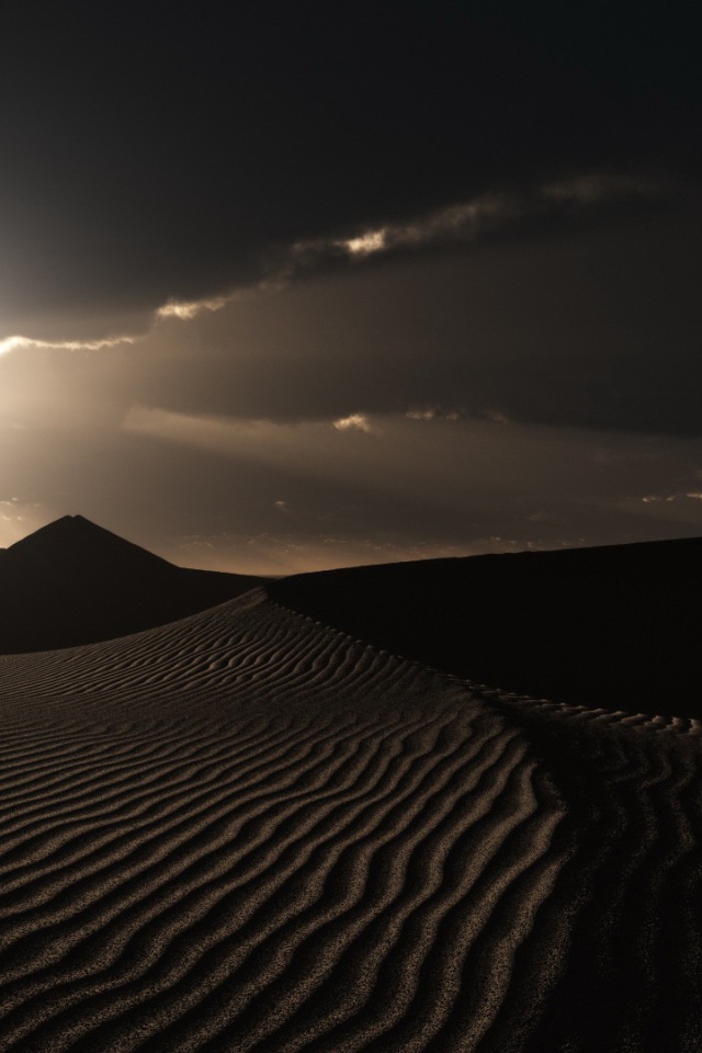 Одинокие растения в пустыне