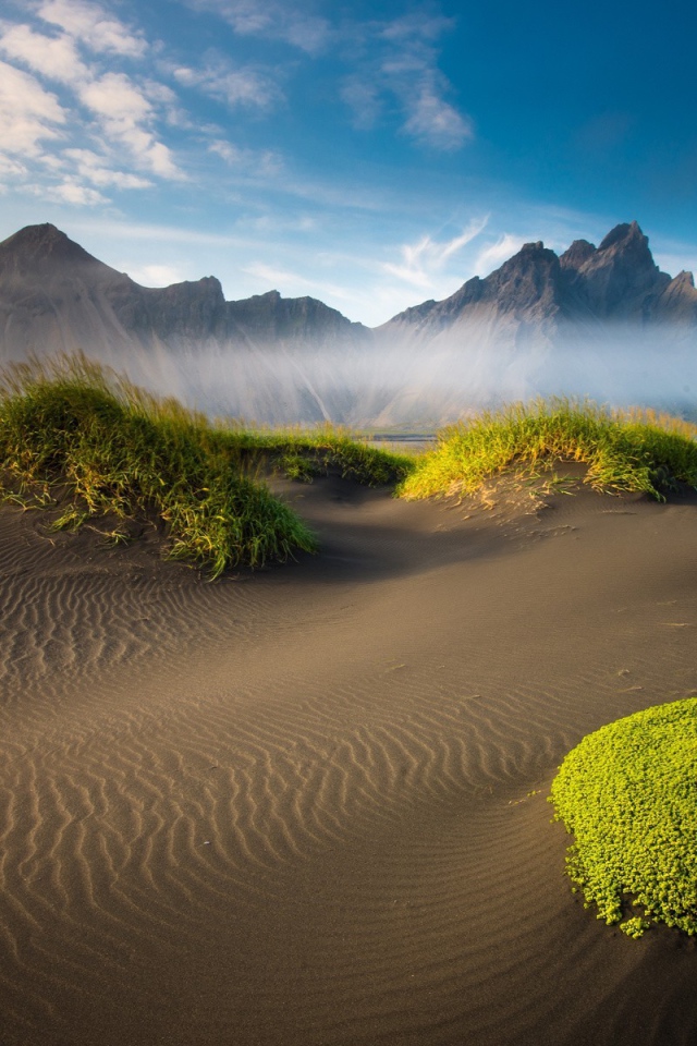 Растения на вершинах барханов в пустыне