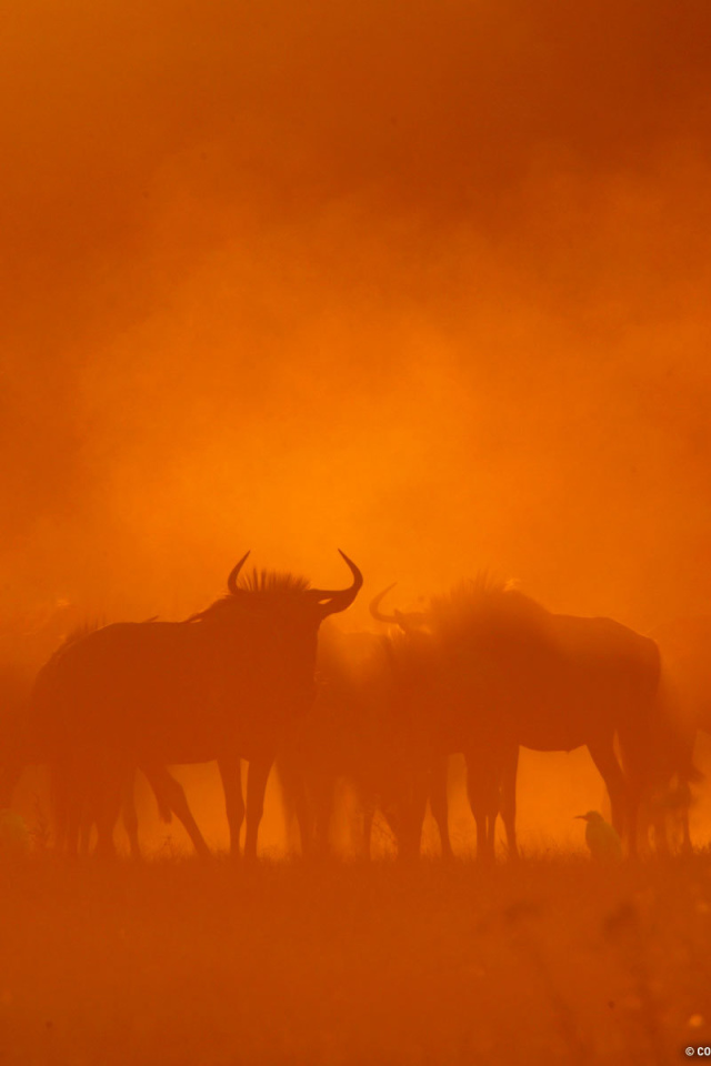 Песчаная буря в пустыне