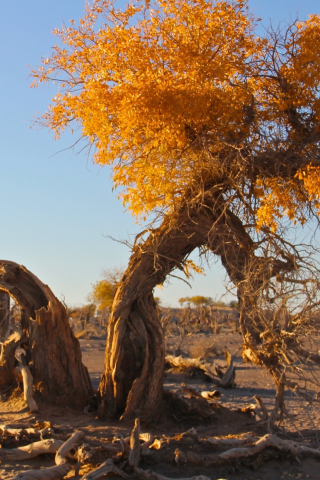 Полусухое дерево с желтыми листьями