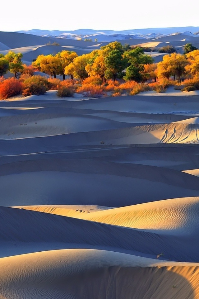 Деревья оазиса среди песков