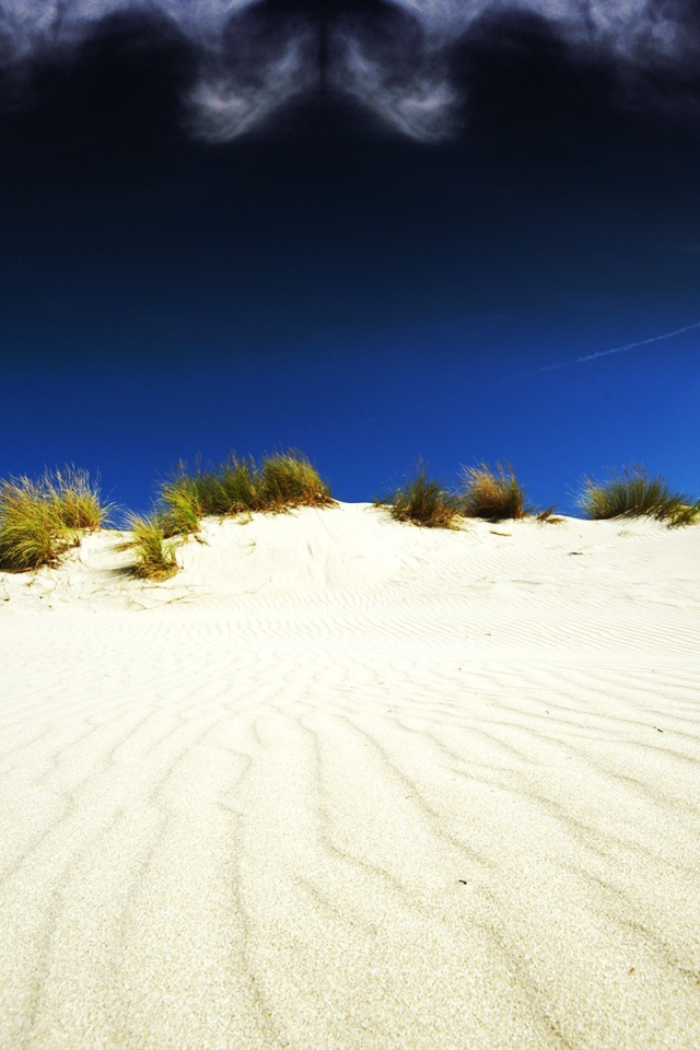 Растительность в белой пустыне