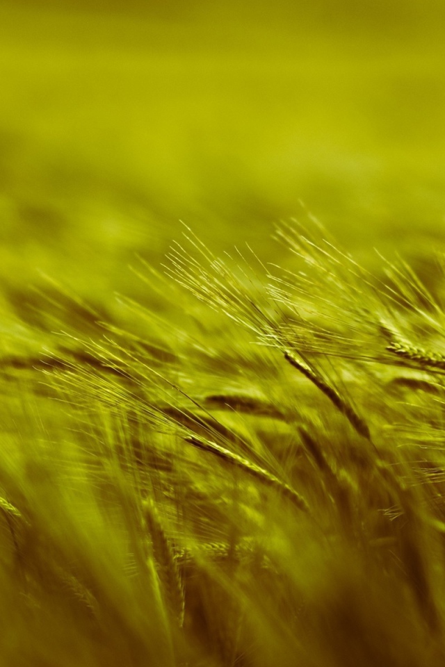 Поле пшеницы во время ветра