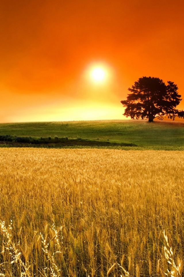 Поле пшеницы под оранжевым небом