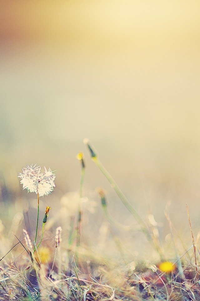 Одинокий одуванчик в поле