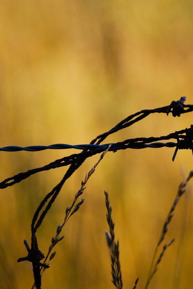 Колючая проволока в поле